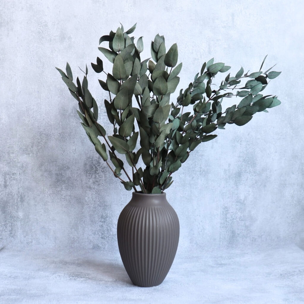 Eucalyptus Nicholii – zelený stabilizovaný eukalyptus pro přírodní dekorace